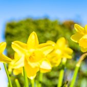 Closeup shot of yellow narcissuses under the sunlight A closeup shot of yellow narcissuses under the sunlight